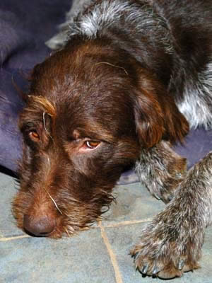 Stop shucking corn and take me to bed please! (7274)