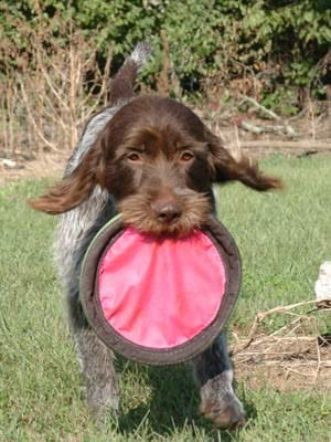 If I flap my ears harder, do you think I can take off?!? 8992